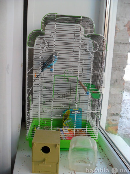 Продам: Продам клетку с 2-мя попугаями