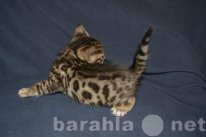 Продам: Клубные бенгальские котята для разведени