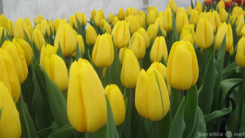 Продам: Тюльпаны оптом к 8 марта