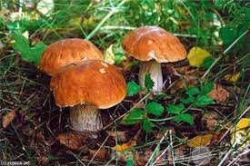 Продам: мицелий грибов