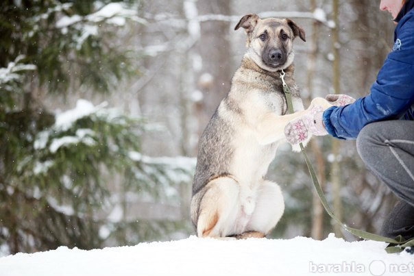 Отдам даром: Отдам в добрые руки подрощенного щенка!