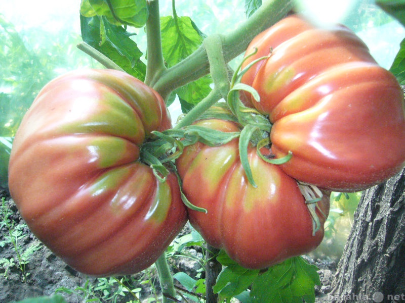 Продам: Семена гигантских помидор