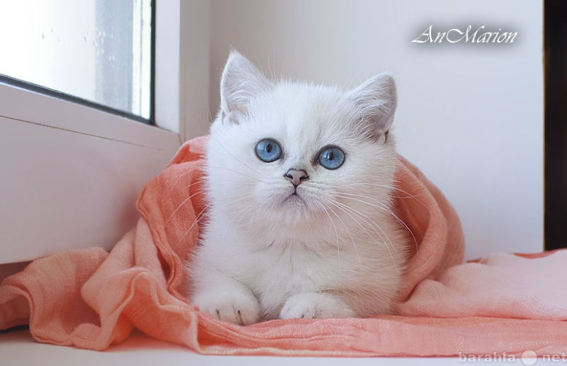 Продам: Британские котята серебристой шиншиллы