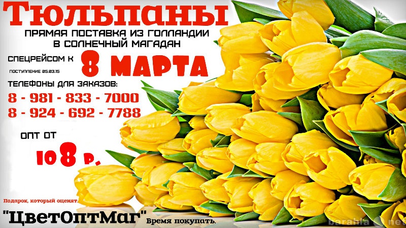 Продам: Тюльпаны оптом и в розницу из Голландии