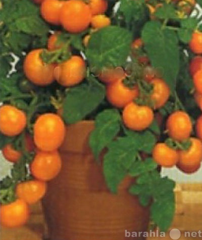 Продам: Выращиваем томаты на балконе