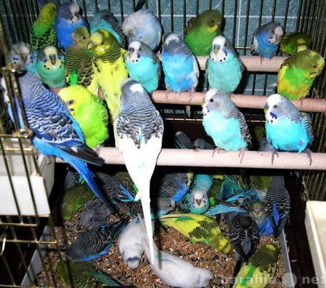 Продам: Волнистые попугайчики оптом