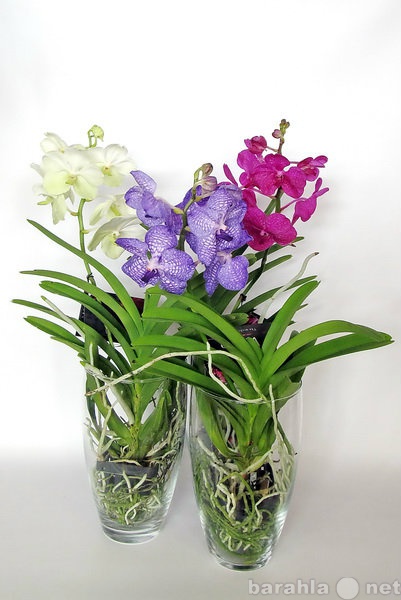 Продам: орхидея Ванда