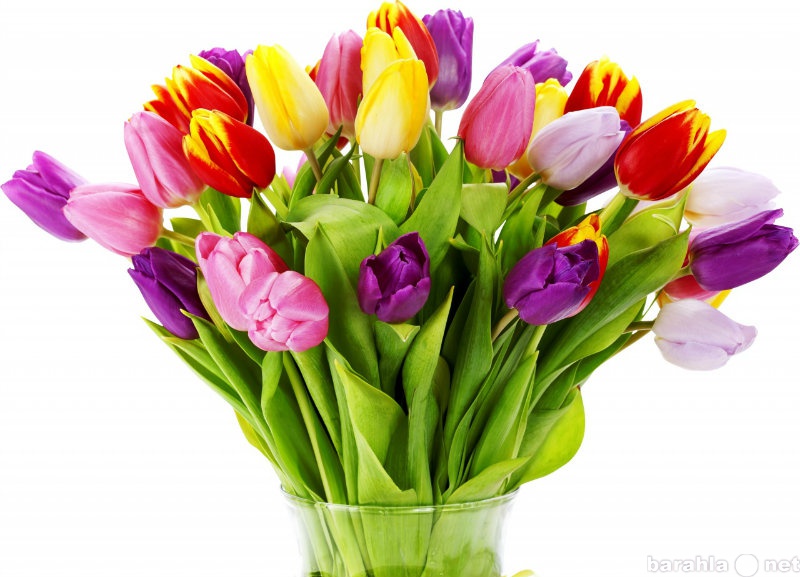 Продам: Тюльпаны к 8 марта
