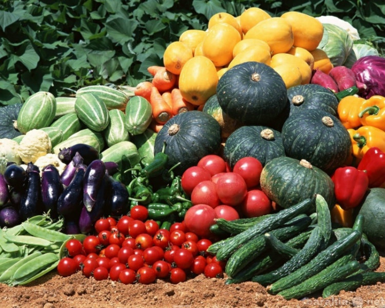 Продам: Семена высокоурожайных овощей