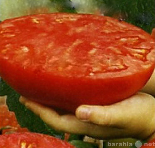 Продам: Семена томатов