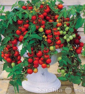 Продам: Семена томатов для  балкона