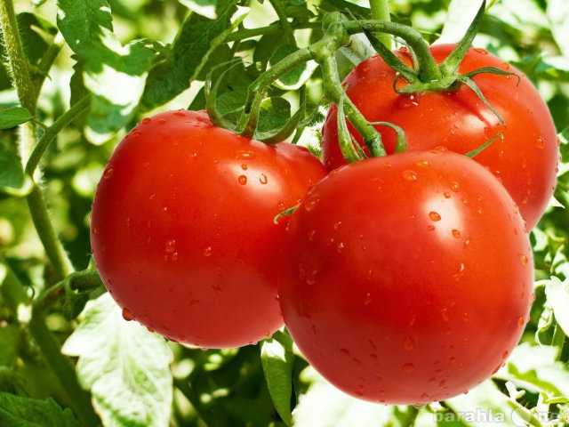 Продам: Раннеспелые томаты для теплиц