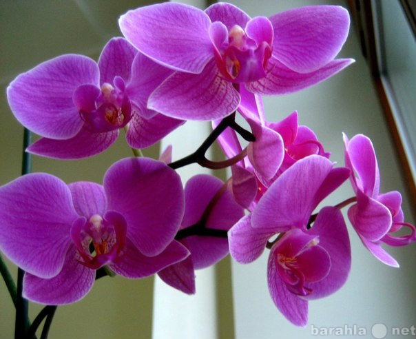 Продам: Орхидеи оптом
