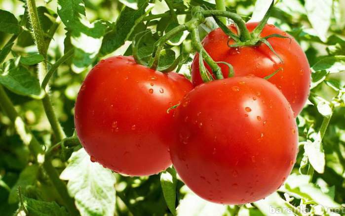 Продам: семена томатов