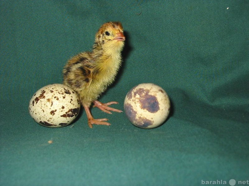 Продам: Инкубационное перепелиное яйцо