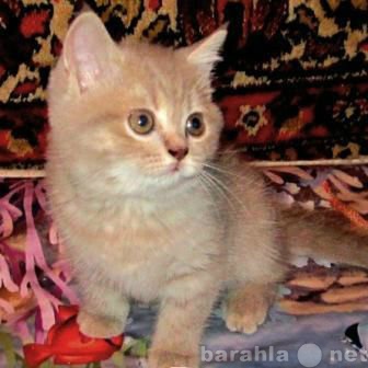 Продам: рекламный вискасный котенок из питомника