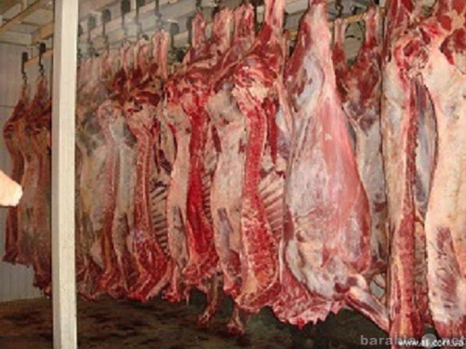 Продам: Мясо говядина, свинина 1,2 категория опт