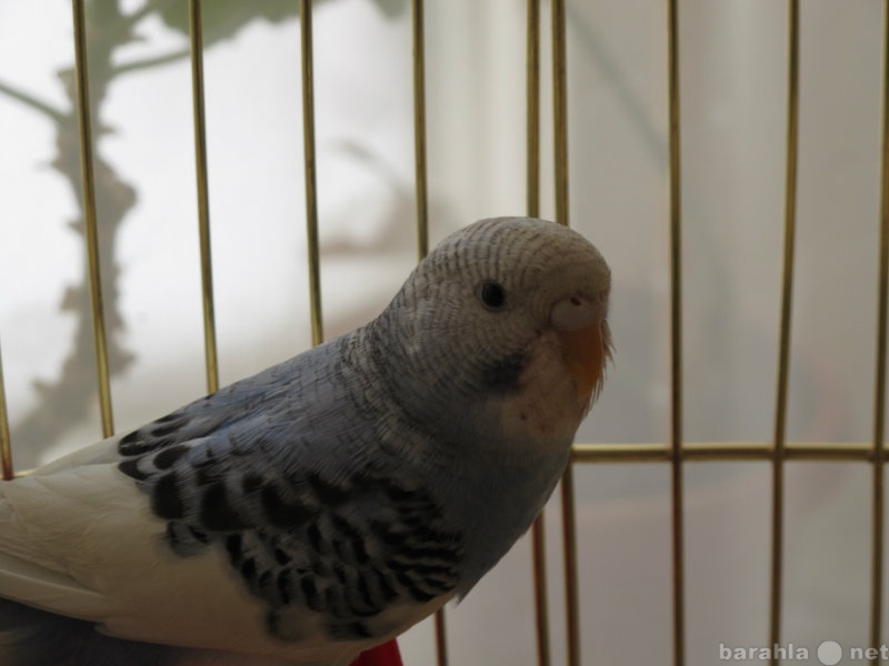 Продам: Самочки волнистого попугая
