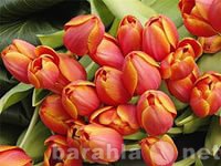 Продам: тюльпаны к 8 марта