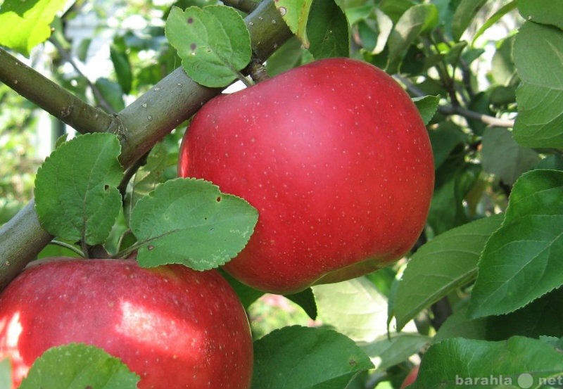 Продам: саженцы яблони