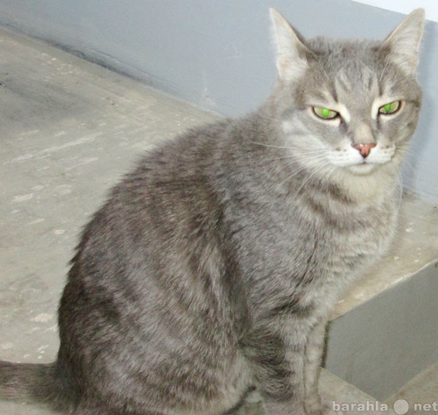 Отдам даром: Кот, красивый (серый окрас) 5,3 кг.