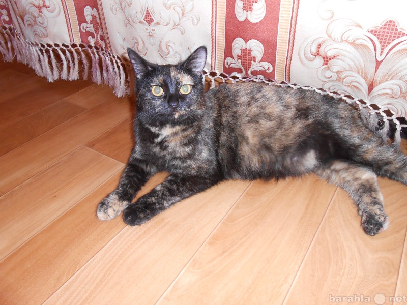Отдам даром: Пульхерья - кошка черепаховой окраски