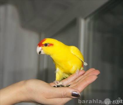 Продам: Какарики ручные попугаи