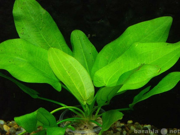 Продам: Аквариумное растение -эхинодорус