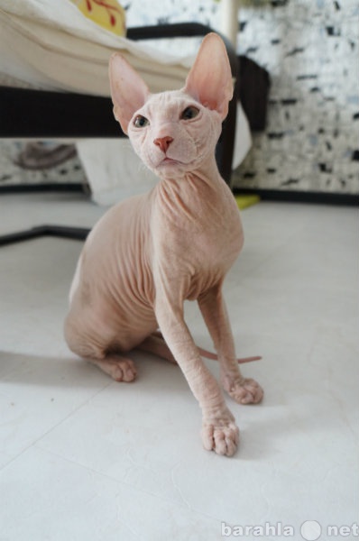 Продам: Невероятно ласковые котята Сфинкса Донск