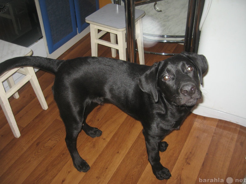 Лабрадор 6 месяцев. Лабрадор черный щенок 6 месяцев. Лабрадор щенок черный 3 месяца. Черный лабрадор 6 месяцев. Щенок лабрадора 6 мес черный.