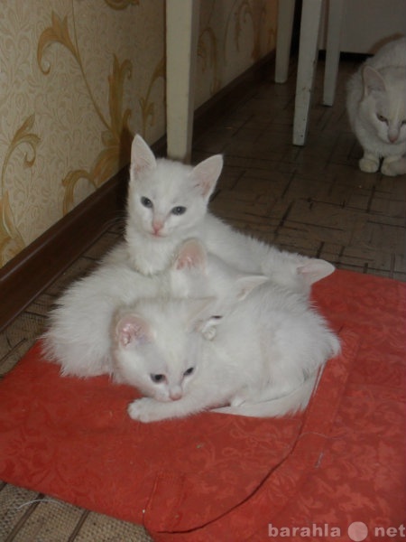 Отдам даром: Коты белые, лечебные