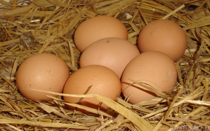 Продам: яйцо куриное домашнее