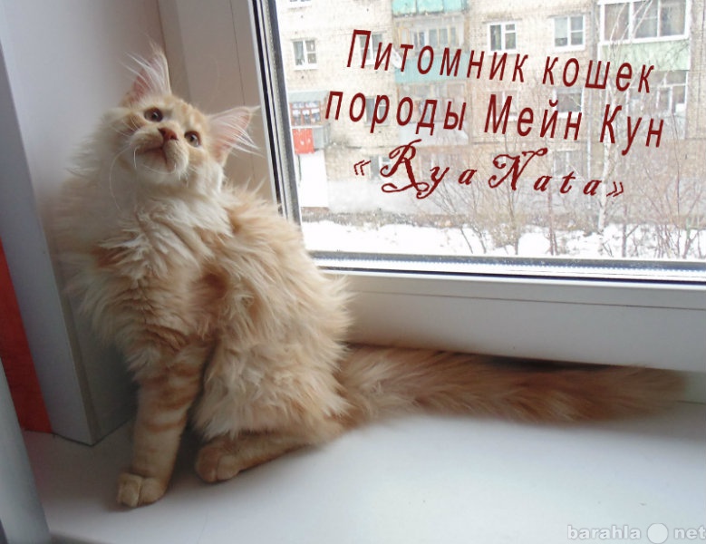 Продам: Продается котик породы Мейн Кун, 4 месяц