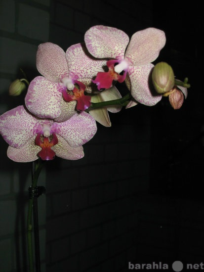 Продам: цветы комнатные: орхидея, кротон, фикус,