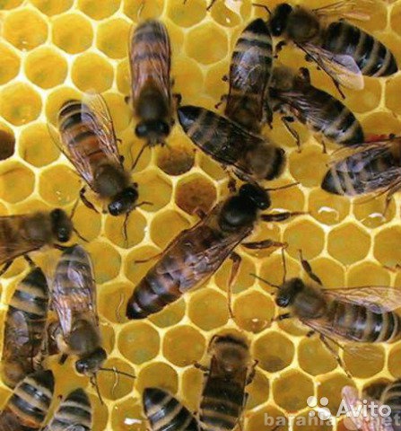 Продам: Пчелосемьи
