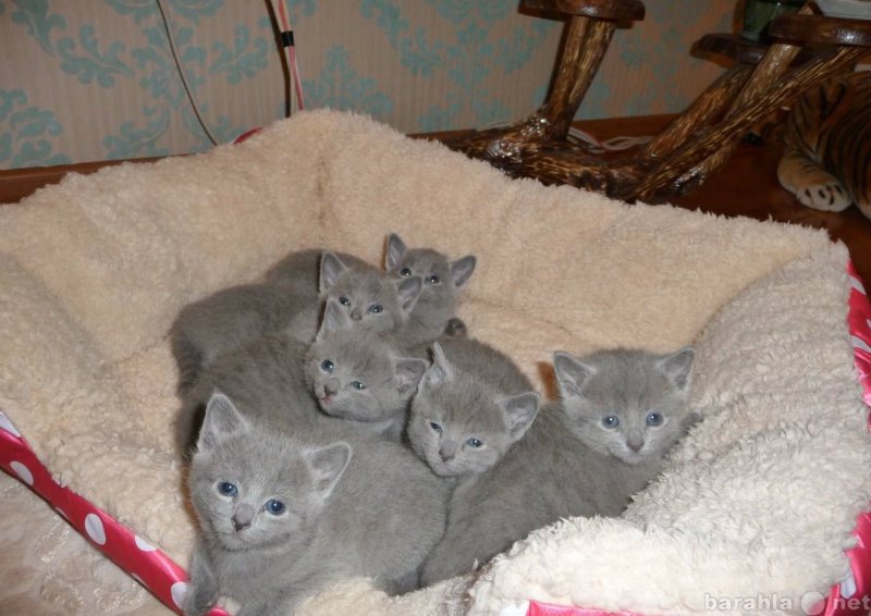 Продам: "Русские голубые" котята- ищут