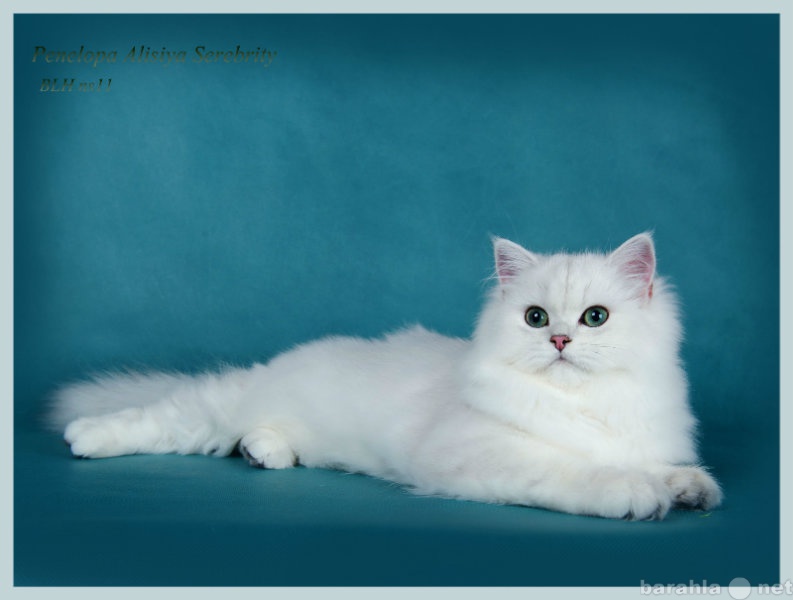 Продам: Британская кошка длинношерстная шиншилла