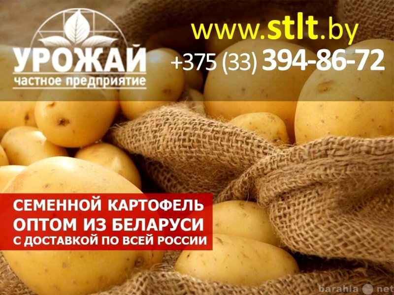Продам: Семенной картофель из Беларуси оптом