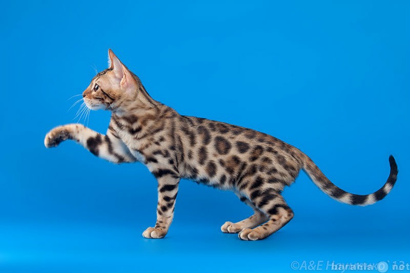 Продам: Бенгальские леопардовые котята