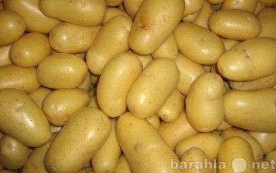 Продам: Картофель семенной из Беларуси