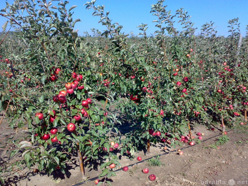 Продам: Яблоневый карликовый сад