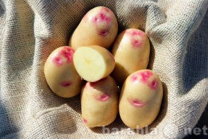Продам: семенной картофель