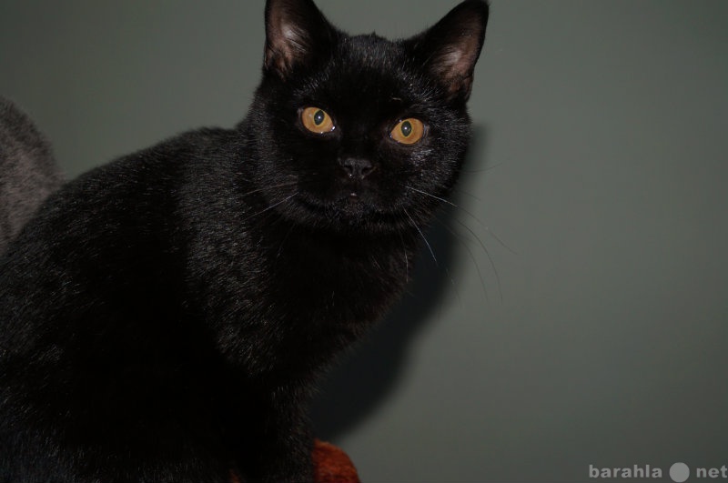 Продам: Чёрный британский котёнок