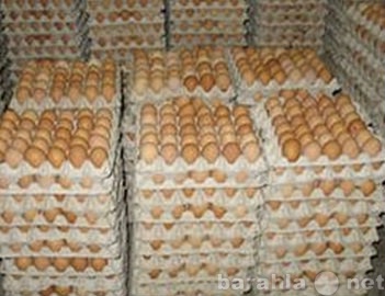 Продам: Яйцо куриное оптом от производителя. От