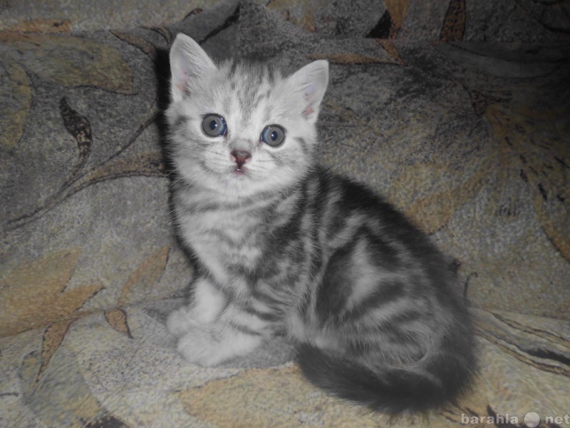 Продам: шотландские мраморные котята