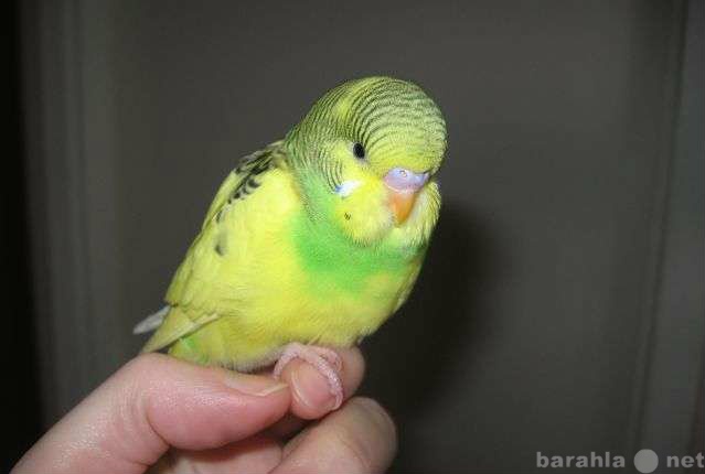 Продам: попугай 1,5 месяца + новая клетка