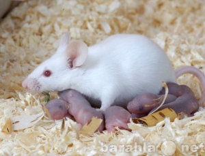 Продам: декоративные крысы и мыши