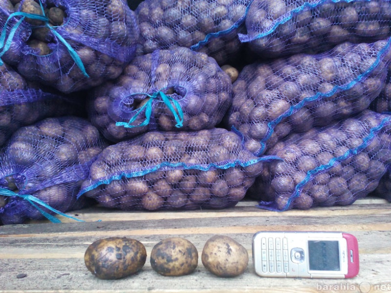 Продам: Картофель оптом (13 руб/кг)