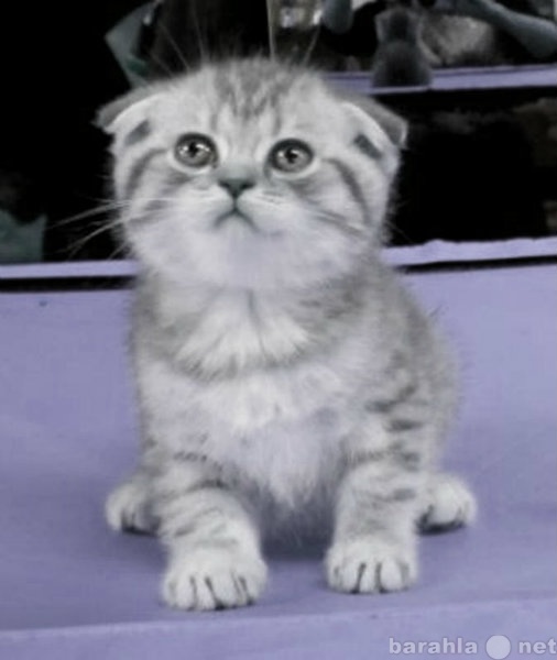 Продам: голубой на серебре котик от татулованных