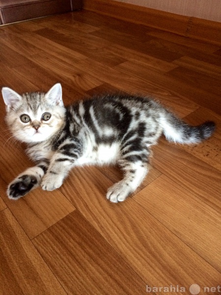 Продам: породистого британского котенка